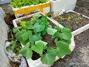 北蔬 蔬菜種子苗生菜菠菜小香蔥芹菜陽(yáng)臺(tái)四季菜種籽 12種蔬菜種子套餐 曬單實(shí)拍圖