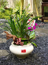 Only you【兩小時(shí)達(dá)】建蘭素心蘭盆栽蘭花苗植物室內(nèi)花卉盆景開業(yè)喬遷 赤金紫砂素心蘭 曬單實(shí)拍圖