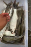 南北西部風(fēng)鯪魚(yú)顆粒專(zhuān)攻廣東鯪魚(yú)土鯪泰鯪紅蟲(chóng)野釣湖庫打窩料聚魚(yú)誘魚(yú) 鯪魚(yú)大顆粒（8.0mm） 400gX3袋 曬單實(shí)拍圖