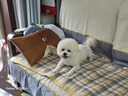 HELLOJOY狗狗零食寵物泰迪金毛幼犬成犬訓練獎勵 營養(yǎng)牛肉粒2.7斤 曬單實拍圖