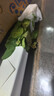 弗洛伊德向日葵香檳玫瑰花混搭畢業(yè)季斗南基地直發(fā)水養(yǎng)插花鮮切花 10支艾莎+10支弗洛伊德+10支康乃馨 曬單實(shí)拍圖