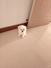 純種比熊幼犬小型小體活物卷毛血統(tǒng)比熊犬茶杯寵物狗狗長(zhǎng)不大可愛(ài) 寵物級(jí) 視頻選寵 曬單實(shí)拍圖