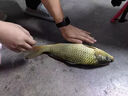久巖 伊勢尼子線雙鉤成品有刺魚鉤套裝手工精綁防纏繞野釣湖庫大物 45cm伊勢尼有刺【鉤4+1.5 鉤5+2.0】 【20付/盒】 曬單實拍圖