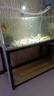 云峰海瑞觀(guān)賞金魚(yú) 冷水魚(yú) 觀(guān)賞魚(yú)金魚(yú) 活體魚(yú) 淡水魚(yú)小金魚(yú)活魚(yú)錦鯉魚(yú) 【推薦】金魚(yú)7-9厘米6條（隨機） 曬單實(shí)拍圖