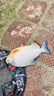 【鯧魚王】黑坑釣鯧魚專用花生白鯧紅昌魚釣魚餌料 【餌料】醬香型2罐 贈(zèng)掛餌神器*1 曬單實(shí)拍圖