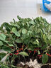 康和豐山東壽光抗病高產(chǎn)嫁接茄子苗秧四季春秋黑帥大龍黑長(cháng)茄圓茄種子籽 嫁接大龍長(cháng)茄苗25+送5棵+10g肥 曬單實(shí)拍圖