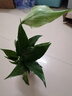 白掌一帆風(fēng)順?biāo)嗑G植盆栽 A級(jí)白掌【懶人吸水盆】送肥料 曬單實(shí)拍圖