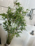 水培米竹盆栽室內植物小葉綠植矮化竹子苗辦公桌面觀賞鳳尾竹盆景 米竹30-40厘米【小盆10棵不活包賠】 曬單實拍圖
