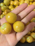 順豐包郵姑娘果鮮果新鮮水果燈籠果菇娘果東北特產(chǎn)現(xiàn)摘當(dāng)季 姑娘果5斤裝 曬單實(shí)拍圖