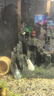 千潯水族小型魚飼料斑馬魚孔雀魚小顆粒魚食專用魚糧幼魚苗開口通用魚飼料 0.1mm高蛋白細顆粒（130g） 曬單實拍圖