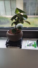 小盼菩提樹盆栽綠植物室內(nèi)花盆景辦公室桌面觀葉四季客廳好養(yǎng)活樹 菩提【帶果發(fā)貨】舍得陶瓷盆底座 帶盆栽好 曬單實(shí)拍圖