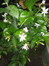 筆尖茉莉獨(dú)桿單瓣茉莉花盆栽虎頭茉莉室內(nèi)植物花苗白色茉莉好養(yǎng) 筆尖茉莉5年苗不含盆 曬單實(shí)拍圖