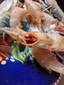森農(nóng)樂(lè)牡丹蝦新鮮刺身級(jí)鮮活冷凍日料理即食國(guó)產(chǎn)鰲蝦斑點(diǎn)蝦生吃甜蝦紅蝦 1000g(凈重)  10-12cm【13-16頭/盒 高品質(zhì)】 曬單實(shí)拍圖