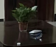 雙盟綠蘿盆栽除甲醛花卉綠植辦公室新房?jī)艋諝?120款10盆源頭直發(fā) 曬單實(shí)拍圖