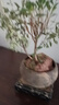 禪意小葉赤楠老樁盆景苗植物花卉微景觀(guān)辦公室內好養四季常青盆栽 3年赤楠原盆原土【無(wú)底座】 隨機一個(gè)鏤空底座+肥料 曬單實(shí)拍圖