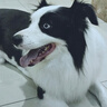 耐威克 邊牧專(zhuān)用狗糧 中大型犬狗糧成犬幼犬 【省錢(qián)選】邊牧專(zhuān)用糧·20斤 曬單實(shí)拍圖