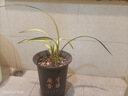 華香園蘭花苗【南陽之松】墨蘭銘品大綠帽中透金黃色葉藝綠植物室內(nèi)盆栽 南陽之松1苗裸根發(fā)貨不帶花苞 曬單實(shí)拍圖