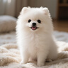 馨萌宣純種博美幼犬活體寵物狗狗長(zhǎng)不大茶杯犬博美小狗球體博美狗狗 寵物級(jí) 隨機(jī)發(fā) 公 曬單實(shí)拍圖