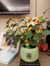 小盼菩提樹盆栽綠植物室內(nèi)花盆景辦公室桌面觀葉四季客廳好養(yǎng)活樹 特大盼菩提（帶果發(fā)貨）綠迎客松陶瓷 帶盆栽好 曬單實(shí)拍圖