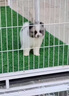 夢茜兒純種博美幼犬活體寵物狗狗哈多利亞長不大黃色球體博美小狗狗 寵物級 隨機(jī)款 母 曬單實拍圖