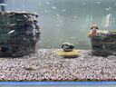 吉印刀鋒Xpro魚缸燈增艷led燈防水三基色紅龍燈鸚鵡魚錦鯉發(fā)色燈 56cm 曬單實拍圖