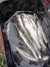 YGKPE XBRAIDD日本YGK碳線職業(yè)者釣魚線碳素線紅標(biāo)淡海磯釣子線路亞主線前導(dǎo)線 職業(yè)者 碳線/透明色100米 0.8 曬單實拍圖