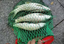 鯽魚(yú)大師正品鯽魚(yú)釣魚(yú)餌料野釣黑坑一包搞定爆護通殺鯽魚(yú)四季通用 一袋【鯽魚(yú)專(zhuān)用】 曬單實(shí)拍圖