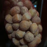 東北新鮮大榛子去皮水仁  送開(kāi)口器-山野 東北特產(chǎn)大榛子15顆約50g 曬單實(shí)拍圖