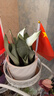 金邊虎皮蘭新房辦公室多肉植物花卉白玉虎皮蘭長(cháng)腳虎皮蘭綠植盆栽 3棵白玉虎皮蘭 曬單實(shí)拍圖