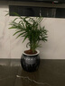 雙盟四盆組合植物室內綠植盆栽發(fā)財樹(shù)九里香椰子金鉆好養活源頭直發(fā)  曬單實(shí)拍圖