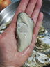 【活鮮】生蠔 乳山牡蠣 新鮮海蠣子生鮮貝類(lèi) 【不好包賠】 灰色 鮮活肥美4兩5斤裝新疆西藏不發(fā) 曬單實(shí)拍圖