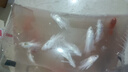 愿集蝴蝶鯉觀(guān)賞魚(yú)活體冷水淡水魚(yú)好養耐活短身球體大鰭大尾活魚(yú)苗 紅蝴蝶鯉苗3條送2條備損共5條【2 曬單實(shí)拍圖