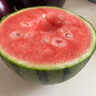 農(nóng)果傳橙正宗龐各莊西瓜 北京大興牛奶冰糖吊瓜迷你小西瓜薄皮端午節(jié)送禮 4顆裝【總凈重12-13斤】 曬單實拍圖