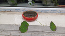 維達（Vinda）細韌抽紙 紙巾3層100抽軟抽 餐巾紙面巾紙 家用衛(wèi)生紙 3層 300張*8包 【提裝正品】 曬單實拍圖