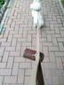 wakytu英國品牌狗狗頸圈脖圈項圈小狗中大型犬寵物用品泰迪牽引防爆沖 釉光棕【加固防掙脫+柔棉握把】 適用于6-20斤狗狗 曬單實拍圖