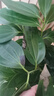 行湘平安樹(shù)盆栽大型綠植新房植物 平安樹(shù)1-1.2米+菱形樹(shù)脂盆 源頭直發(fā) 曬單實(shí)拍圖