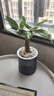 沭之美綠植盆栽陽(yáng)臺辦公室植物 獨桿發(fā)財樹(shù)+繁星塑料吸水盆 源頭直發(fā) 曬單實(shí)拍圖