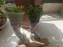歐悟米蘭花盆栽花卉植物室內(nèi)四季開(kāi)花帶花苞濃香茉莉花苗盆景驅(qū)蚊綠植 五年壯苗米蘭花原土球發(fā)貨2盆 曬單實(shí)拍圖