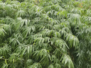 通用護(hù)頸椎脖套睡覺 春夏圍脖護(hù)頸神器頸椎護(hù)脖子空調(diào)房純棉睡覺保暖 灰色 均碼 曬單實(shí)拍圖