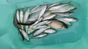 川澤遠投大物鰱鳙魚漂加粗尾醒目抗流水長行程草鳊翹魚漂浮漂NB01-2號 曬單實拍圖