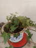 臨雅常春藤盆栽爬藤吊蘭垂吊植物冬季陽(yáng)臺室內四季常青吸甲醛金邊綠植 常春藤110# 曬單實(shí)拍圖