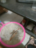 清潔魚清道夫金苔鼠吃藻類彩虹鯊吃殘?jiān)鍧嶔~缸熱帶觀賞魚工具魚 彩虹鯊+金苔鼠各2條 3-5cm 曬單實(shí)拍圖