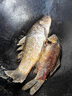 達摩浮漂輕口鯽魚漂高靈敏咬鉤變色鯉魚綜合日夜兩用電子夜光漂 DL-11鯉綜變色 倒數(shù)第五目玫紅 1號 曬單實拍圖