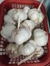 京鮮生河南杞縣新鮮半干蒜新鮮蔬菜蒜味濃郁凈重3斤裝源頭直發(fā)  曬單實拍圖