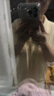 雅特茂帶胸墊夏季短袖月子服純薄款產(chǎn)后孕婦棉睡衣款產(chǎn)婦待產(chǎn)喂奶哺乳衣 帶胸墊丨透氣絲柔棉：奶酪色 L 曬單實(shí)拍圖