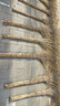 納福鳥(niǎo) 掃把大掃帚掃院子掃馬路環(huán)衛(wèi)學(xué)校庭院工廠(chǎng)車(chē)間專(zhuān)用家用4斤竹掃把豪華老枝款（5把裝） 曬單實(shí)拍圖