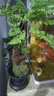 蕨類水培植物盆栽紅磷蕨苔蘚球一葉蕨室內(nèi)耐陰新中式禪意盆景綠植 精品紅磷蕨苔蘚球40-50cm【月牙高腳盤磨黑】 送營(yíng)養(yǎng)液 曬單實(shí)拍圖