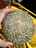 什果樂貓山王榴蓮（D197）馬來西亞進(jìn)口帶殼整果液氮冷凍水果禮盒 尊選果凈重4.0-4.6斤（包4-5房） 曬單實(shí)拍圖