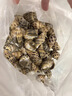 海蘊(yùn)極鮮【活鮮】鮮活花螺 新鮮燒烤食材 中號(hào) 500g 40-50只左右 曬單實(shí)拍圖