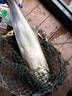 行營(yíng)x11黑坑魚竿7H19調(diào)超輕超硬釣魚竿 28調(diào)臺(tái)釣竿黑坑競(jìng)技桿魚桿 3.6m 60T暴力版+原廠竿稍+贈(zèng)品 曬單實(shí)拍圖